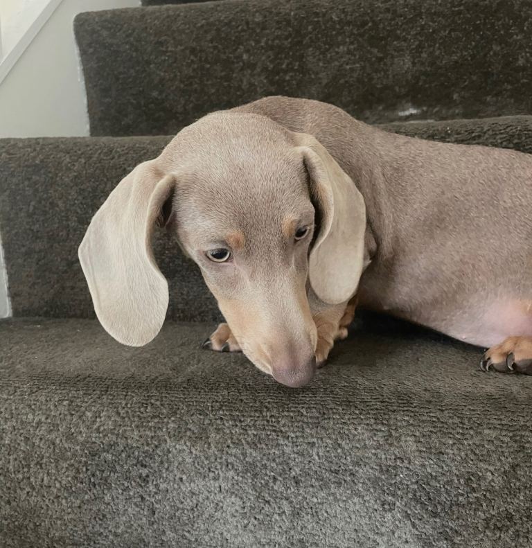 Isabella tan dachshund 