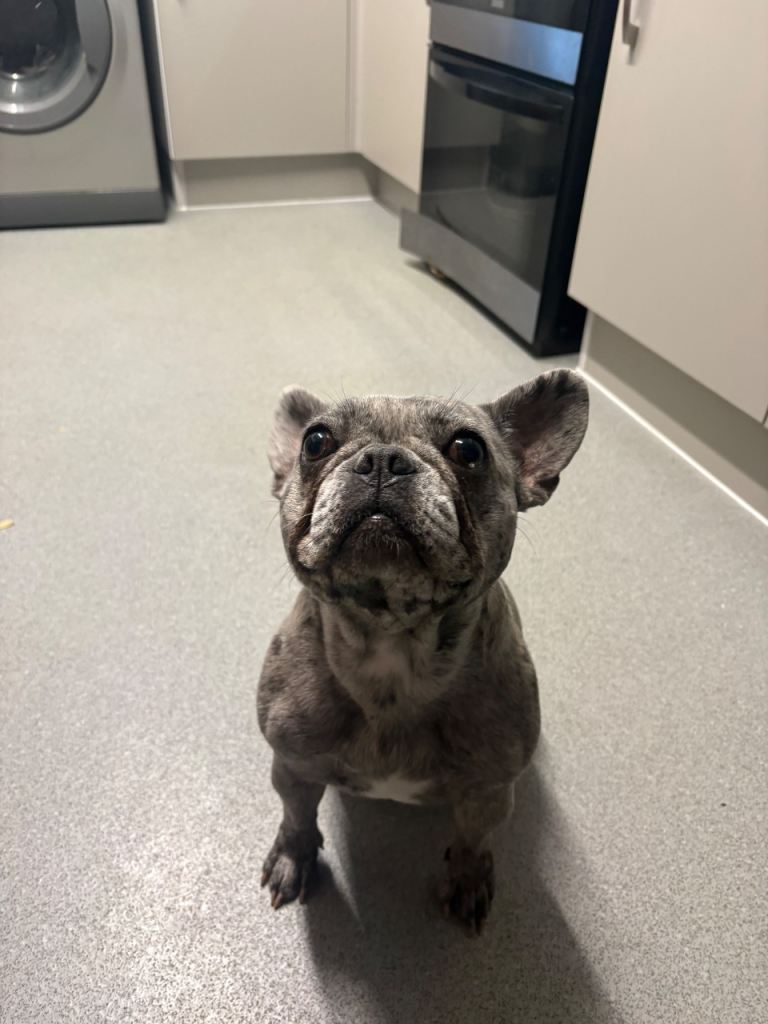 Rehome 2 adorable French bulldog