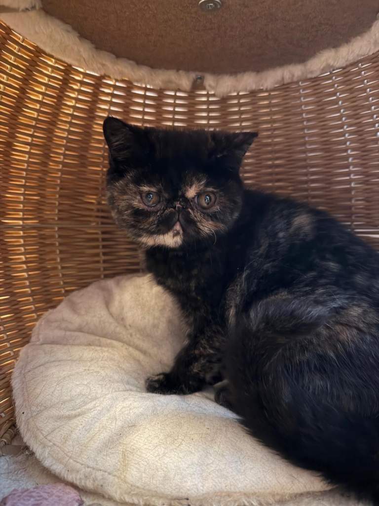 Beautiful Sassy GCCF registered tortoiseshell kitten 