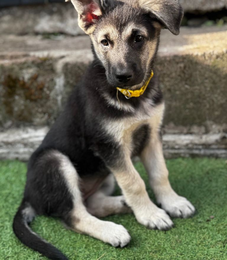 German Shepherd x White Swiss puppies 