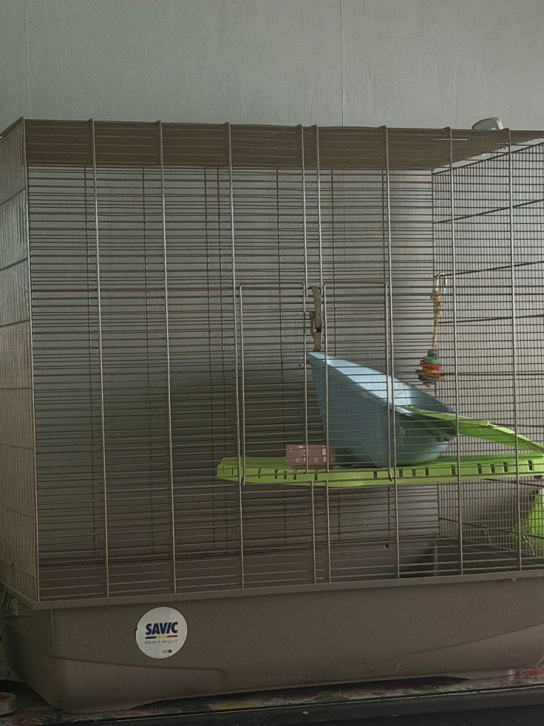 Rat cage