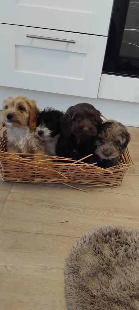 Adorable cockapoo puppies