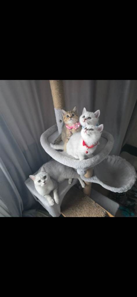 british shorthair kitten
