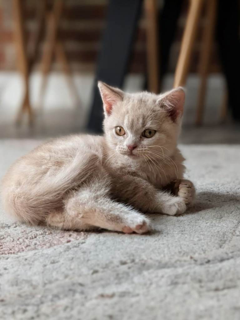 British shorthair 