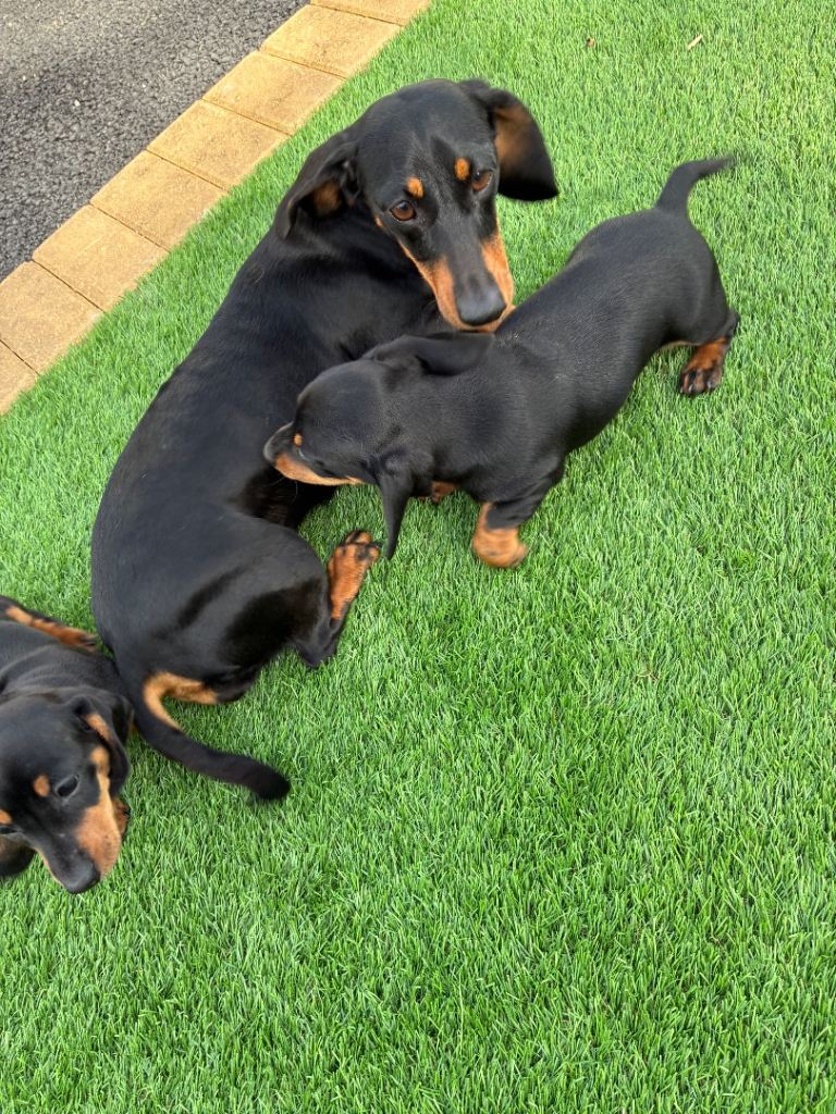 Dachshund puppies 1 girl 1 boy 