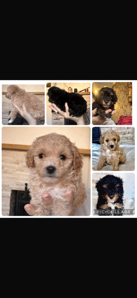 Maltipoo puppies 