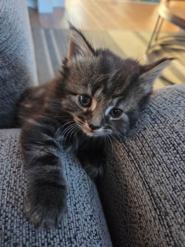 5 kittens for sale