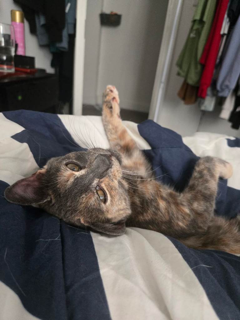 5 month old kitten 