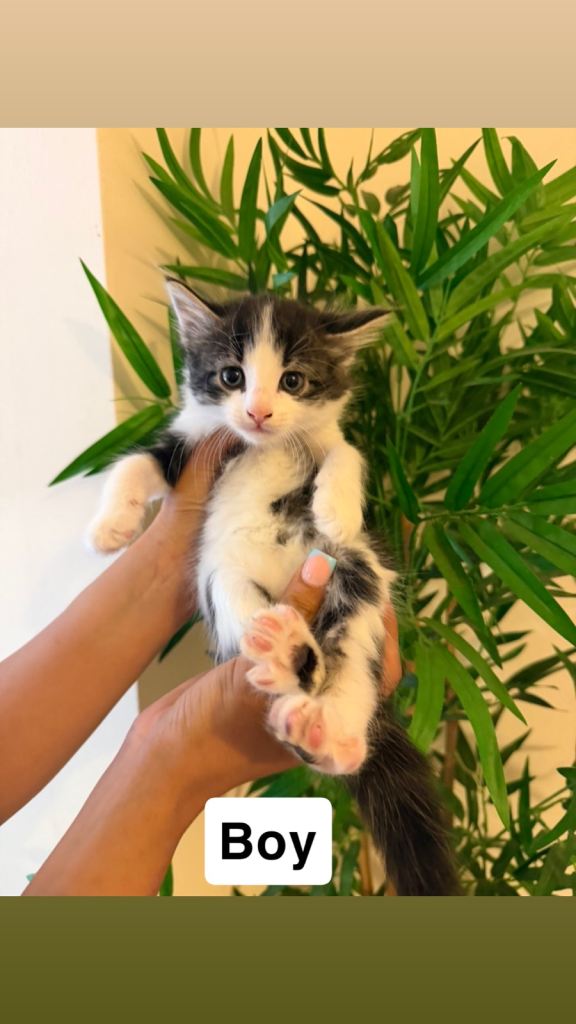 Beautiful Kittens – Ready to Reserve, Collection at 8 Weeks