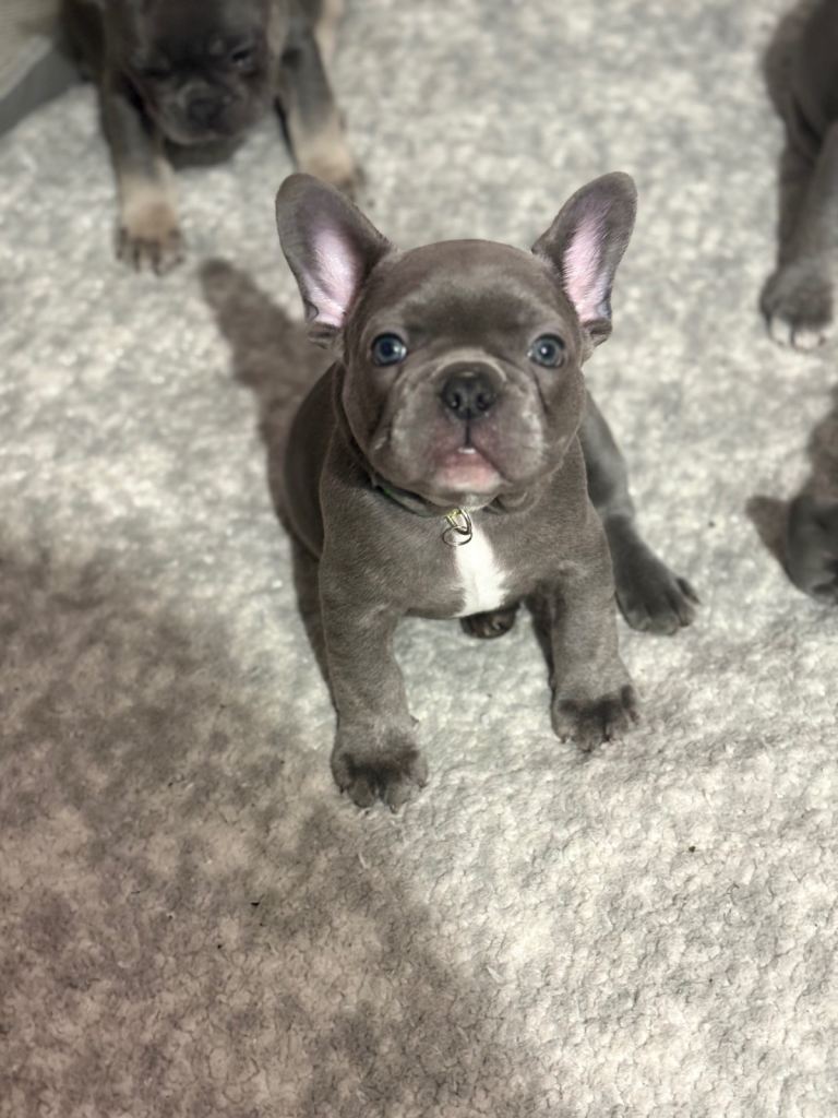 Last French bulldog puppy