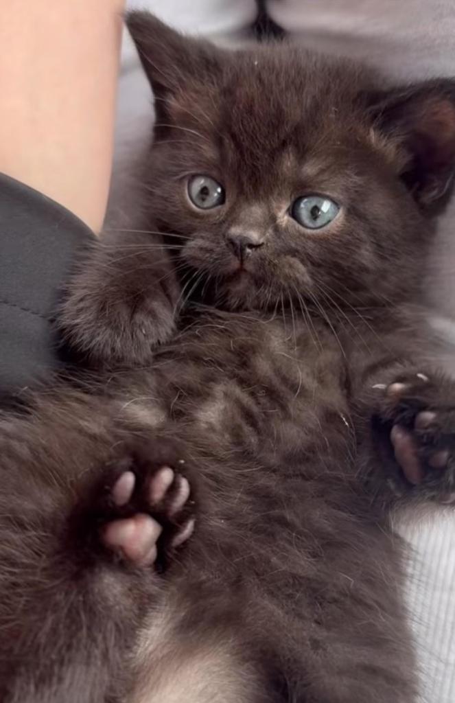 Black Pantha Kittens