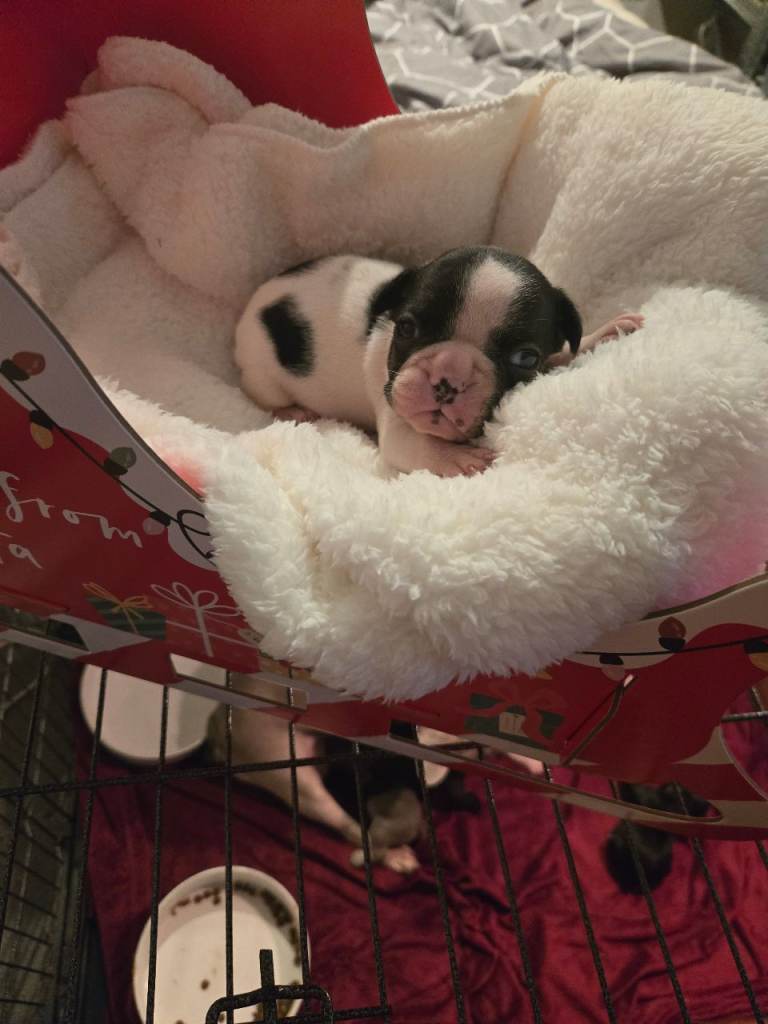 French bulldog pups for sale 