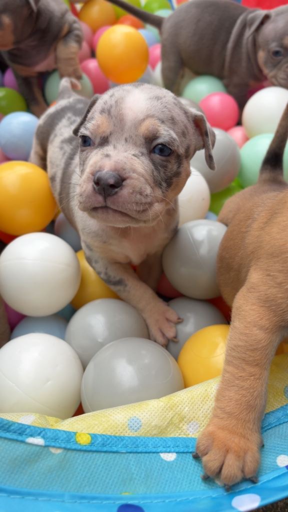 Chunky pocket bully pups 