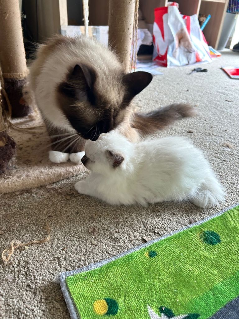 Ragdoll kittens