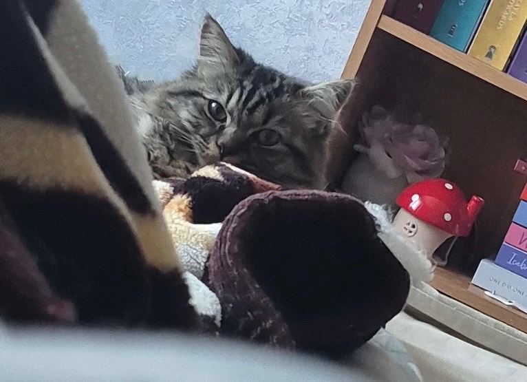 Half Ragdoll / Half Shorthair kitten