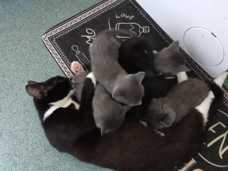 Mix litter of boy and girl kittens 
