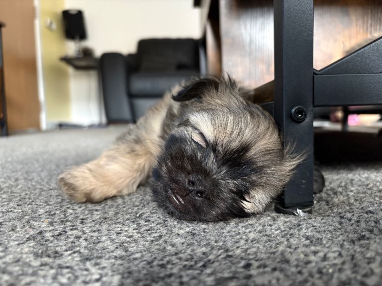 All pups now have homes.