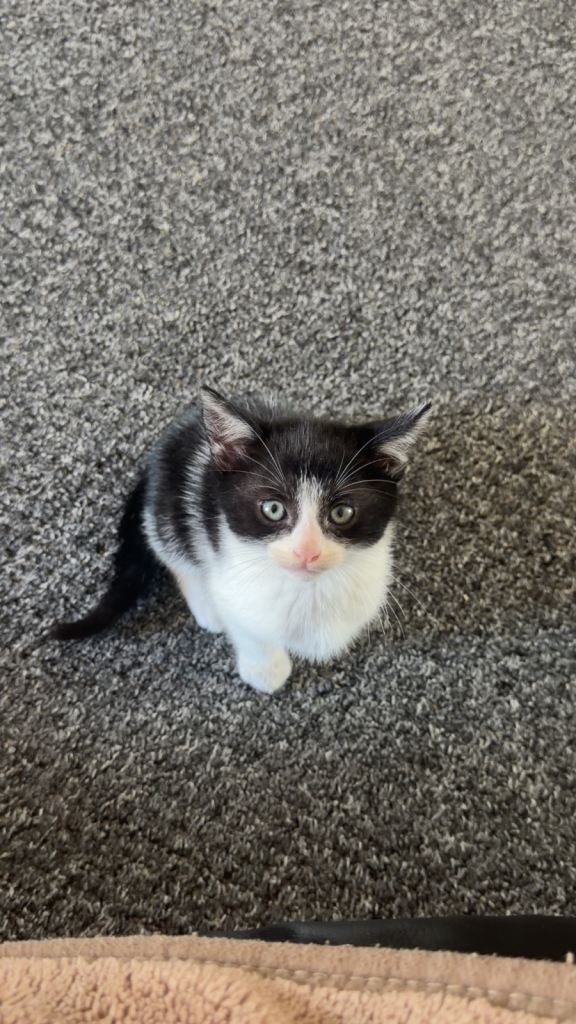 Adorable Kitten Ready for New Homes