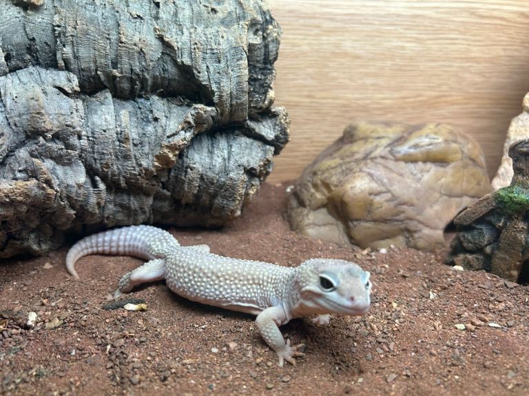 Leopard Gecko and enclosure etc 
