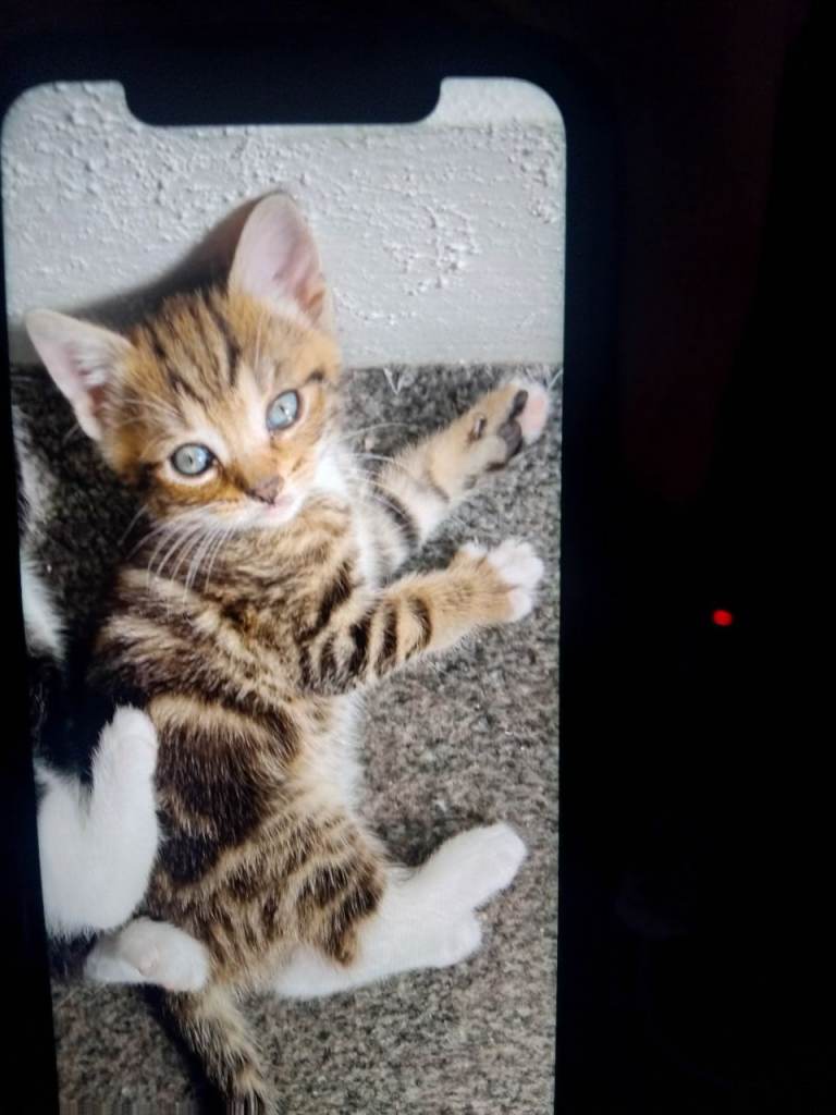 New lovely kittens