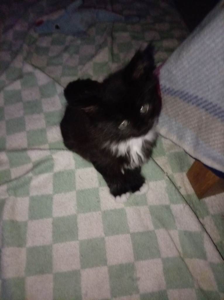 4 black & white kittens