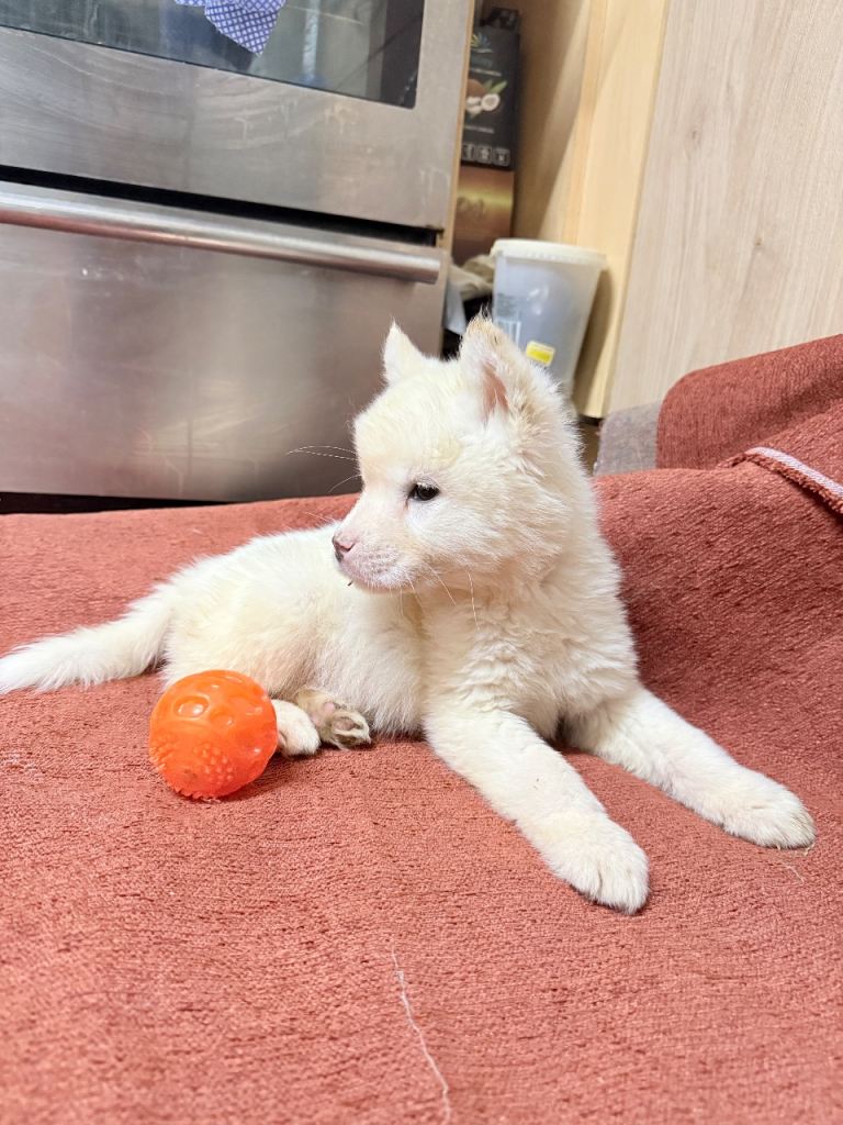 American Akita puppies