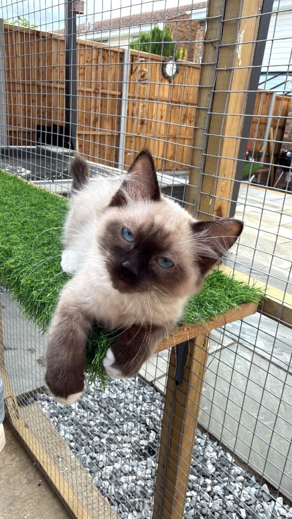Ragdoll kitten