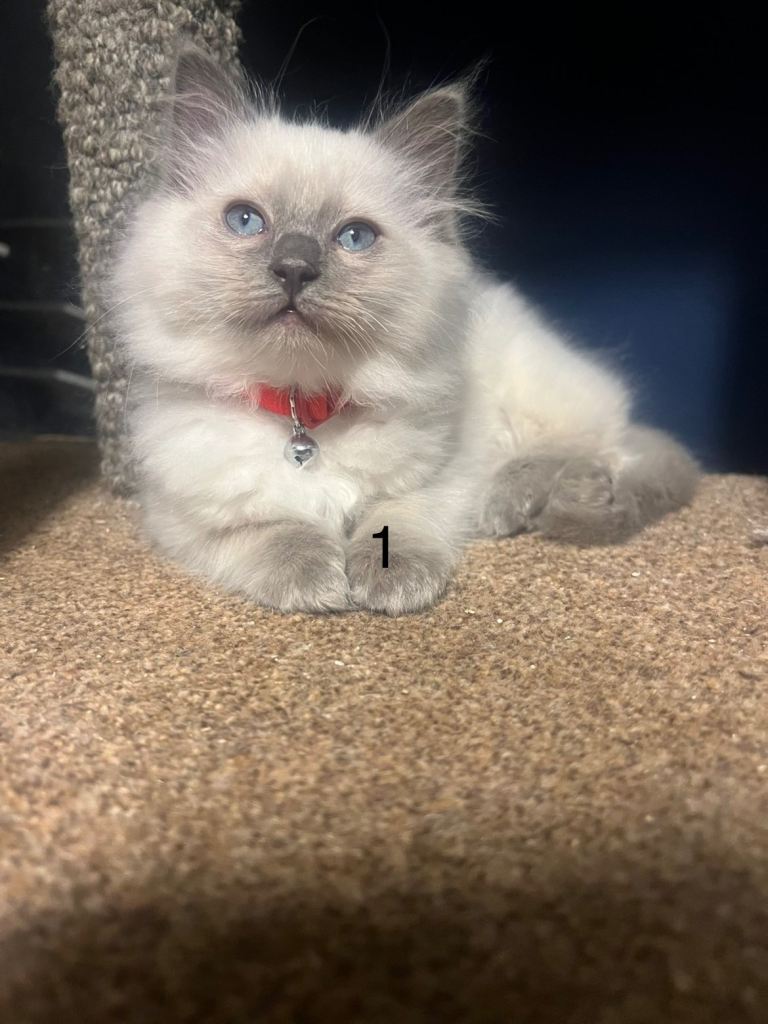 Stunning blue eyes Ragdoll kittens 