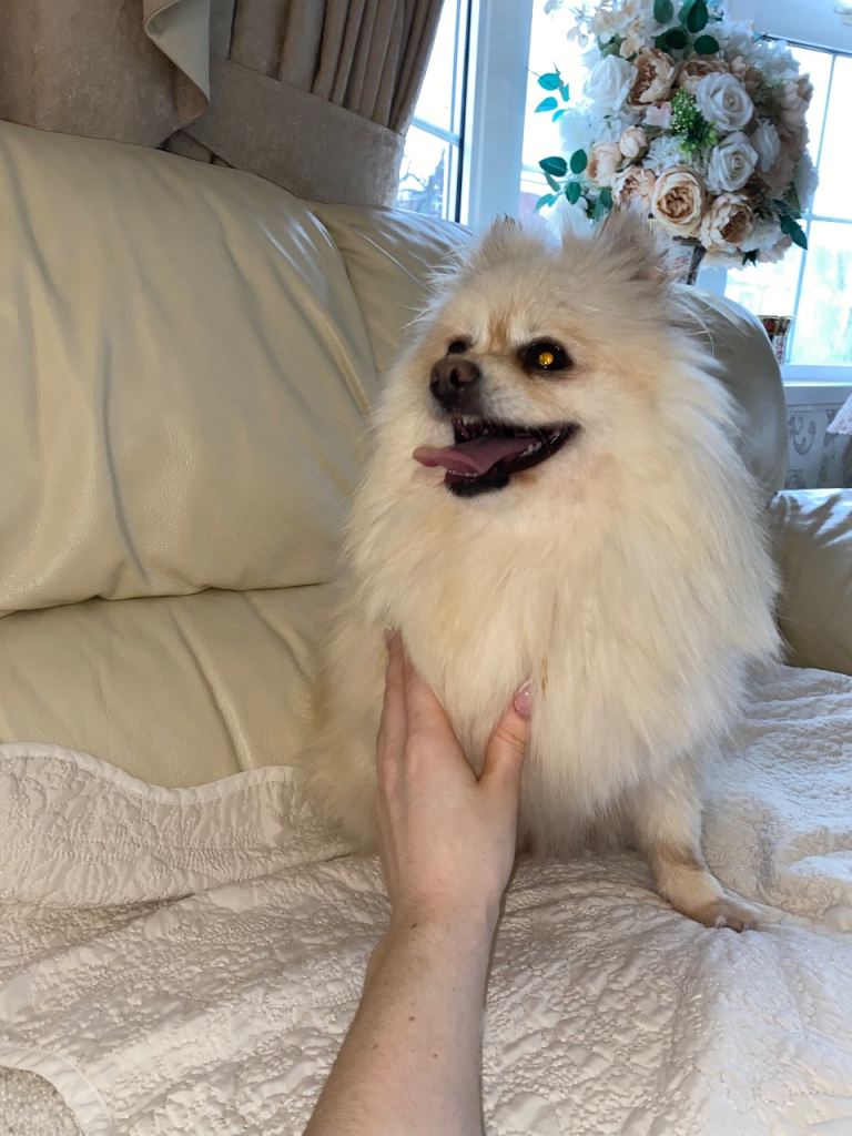 Beautiful Pomeranian girl for sale