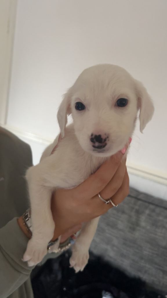 Saluki whippet / lurcher pups