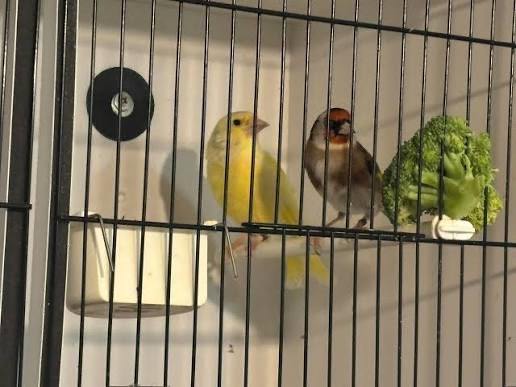 Singing Male Canary (Read Description)