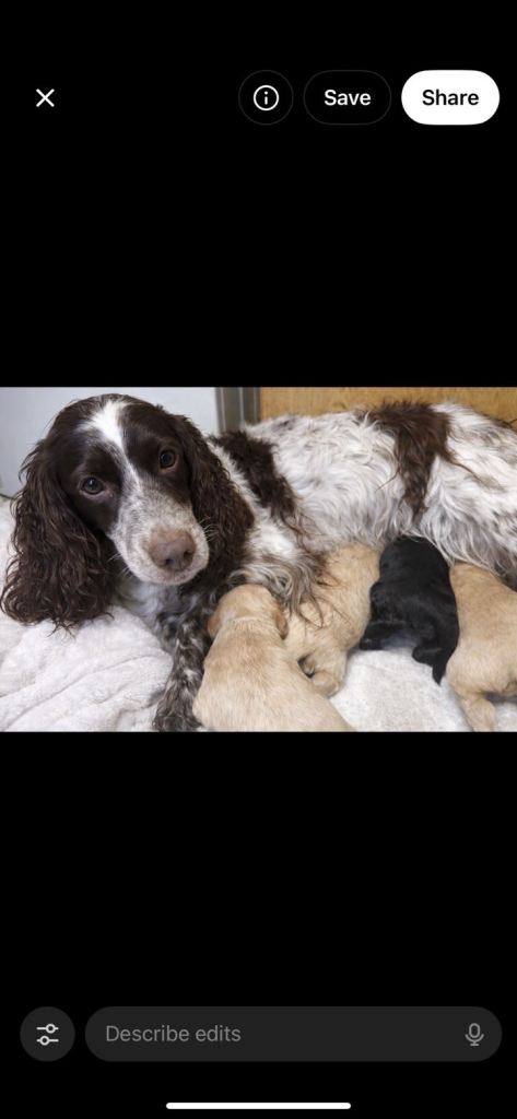 Beautiful cocker spaniel puppies