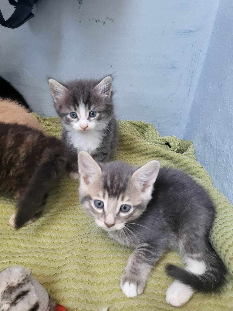 Cute fluffy kittens