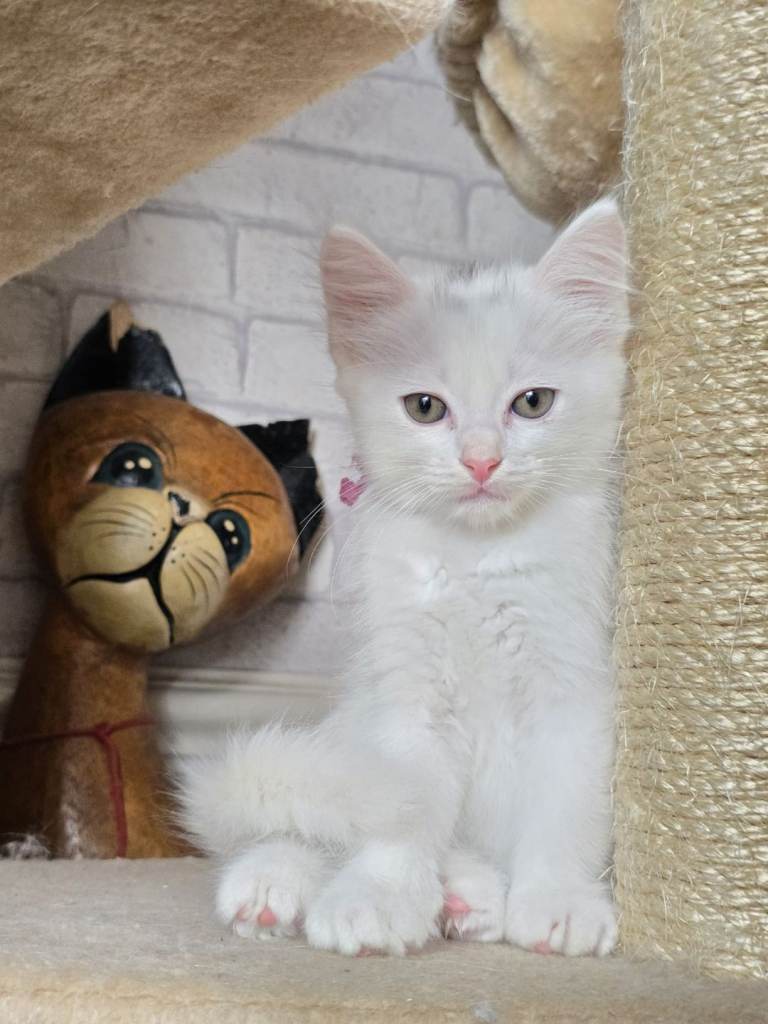 Sweet Blue-eyes Ragdoll Kittens 