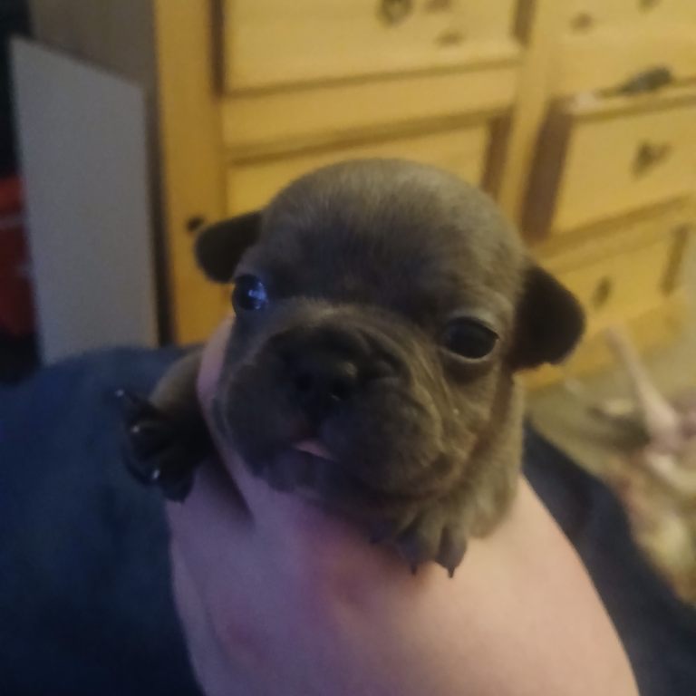 Puppies 3/4 french bulldog 1/4 pug 