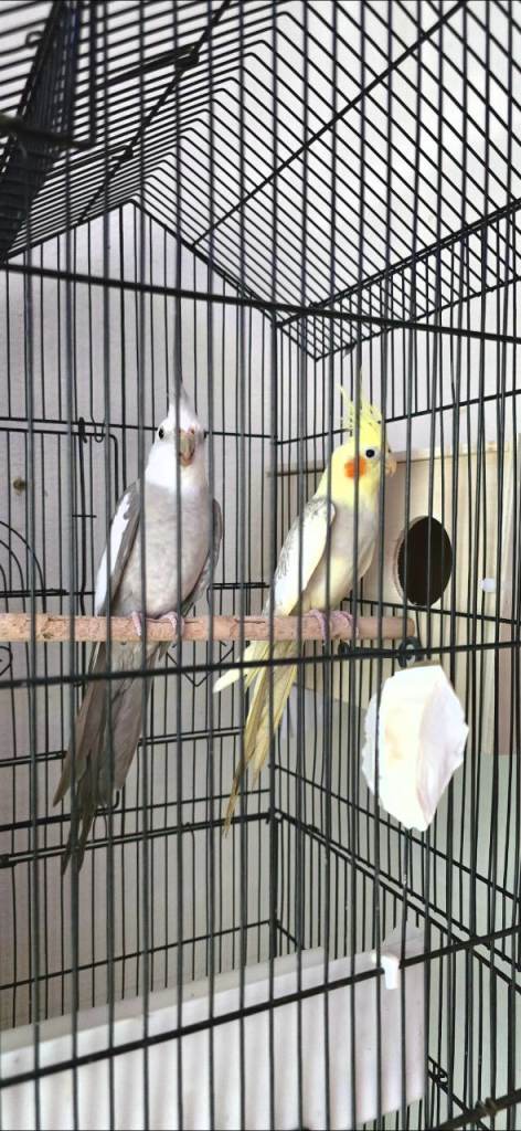Pair of Cockatiels for Sale 🐦