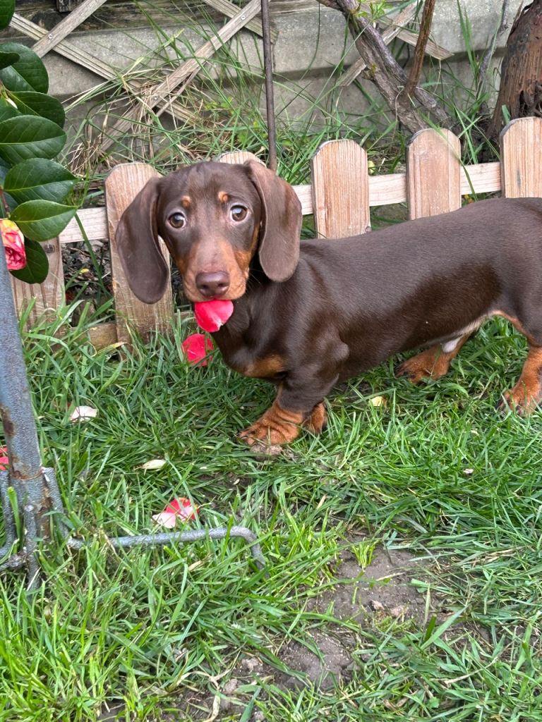 Stunning chocolate & tan miniature dachshunds looking for their forever homes