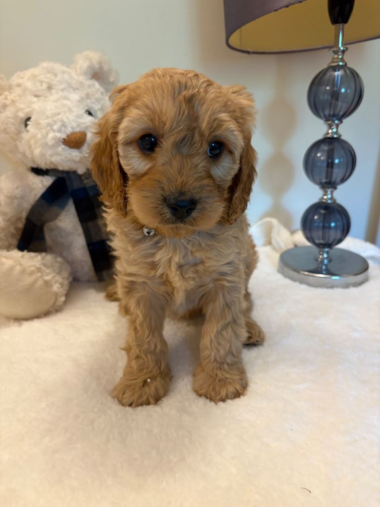 Stunning Cavapoo 
