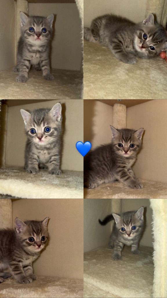 BRITISH SHORTHAIR KITTENS
