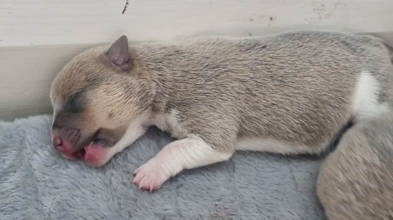 Jack russell pups very rare lilac and blue colours