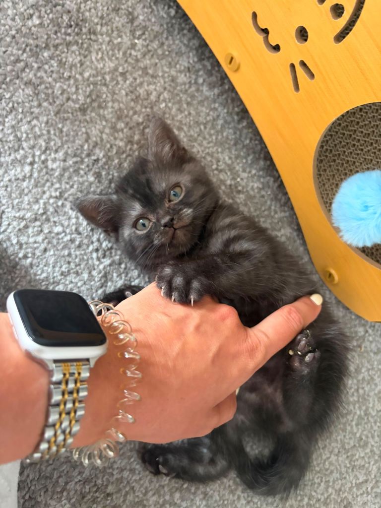 British shorthair kittens 