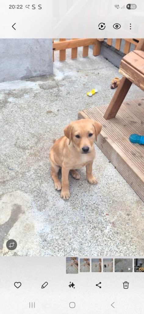 LABRODOR RETRIEVER KC GIRLS 