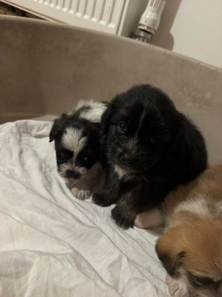 Beautiful Bichon Frise Puppies — Looking for Loving Forever Homes 🐾