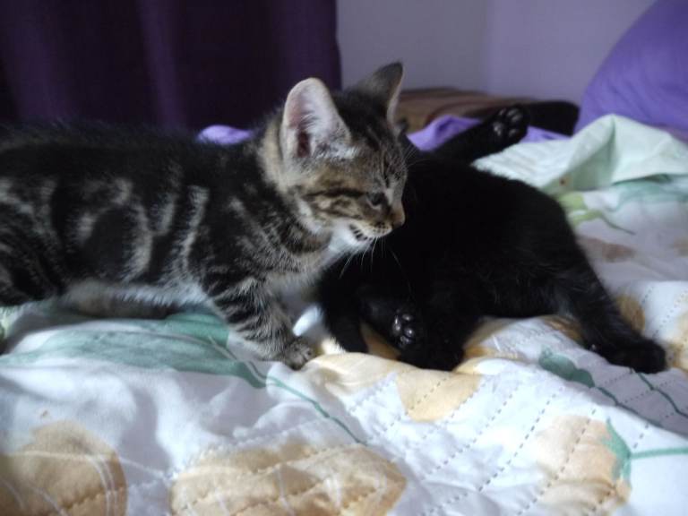 Kittens For Sale