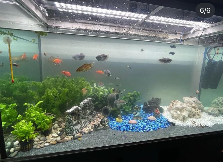 Fish tank for sale 
