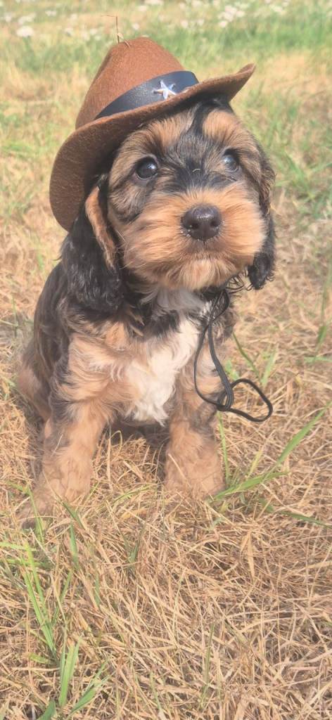 F1 Extensively health tested  show cockerpoo puppies