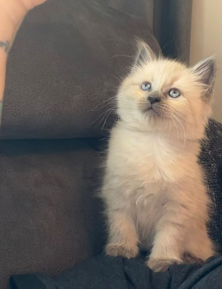 Pure Ragdoll Kittens
