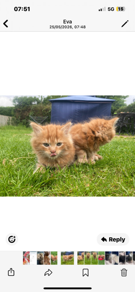 Kittens for sale 