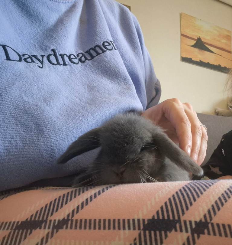 Gorgeous blue mini lop baby 