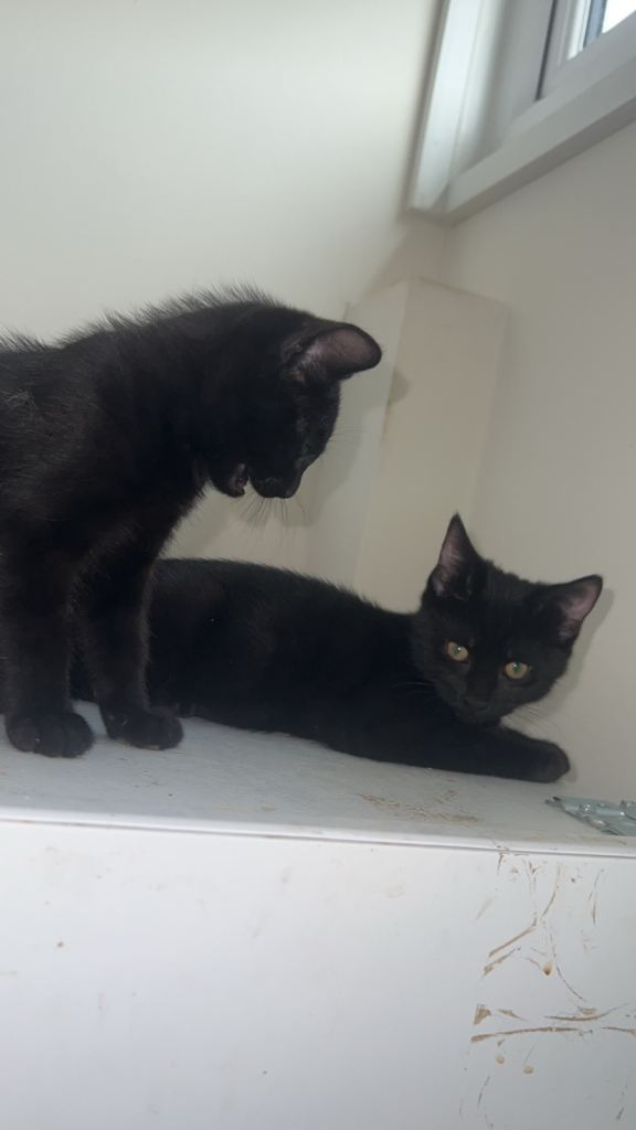 2 months old black kittens one boy one girl